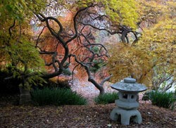 Japanese Garden